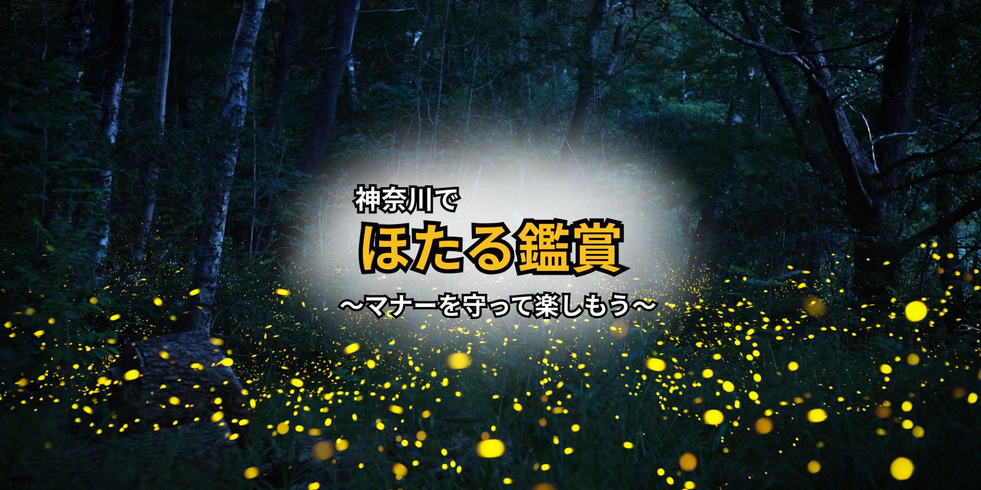 神奈川でほたる鑑賞～マナー守って楽しもう～